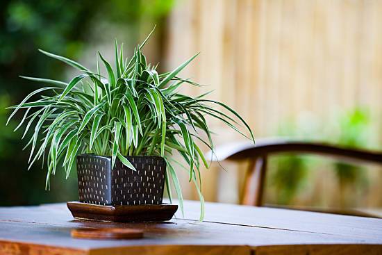 Green Energy: The 8 Best Indoor Office Plants | FlexiSpot